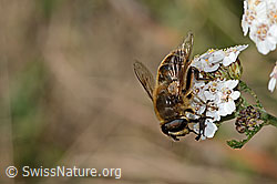 Garten-Keilfleckschwebfliege (Eristalis horticola) auf  Gemeiner Schafgarbe (Achillea millefolium) (09.11.2024, C318679)