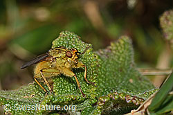 Gelbe Dungfliege (Scathophaga stercoraria) (C318687)