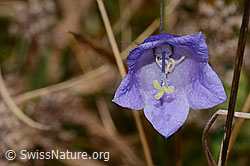 Rautenblättrige Glockenblume (Campanula rhomboidalis) (C318694)