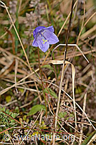 Rautenblättrige Glockenblume (Campanula rhomboidalis) (C318695)