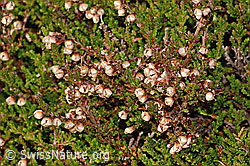 Besenheide (Calluna vulgaris) (09.11.2024, C318696)