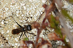 Anoplius infuscatus (Wegwespe) (09.11.2024, C318711)