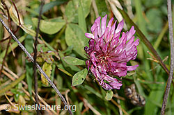 C318714: Rot-Klee (Trifolium pratense)