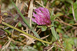 C318715: Rot-Klee (Trifolium pratense)