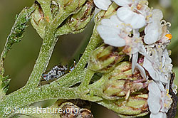 Macrosiphoniella subterranea (Blattlaus) an Gemeiner Schafgarbe (Achillea millefolium) (C318743)