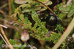 Längsgestreifter Blattkäfer (Chrysomela cerealis) (C318766)