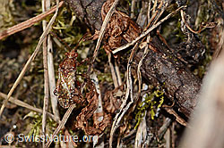 Photo: Rhopalus subrufus