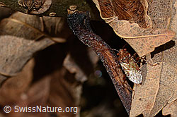 Photo: Rhopalus subrufus
