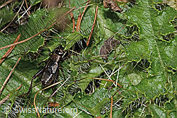 Waldgrille (Nemobius sylvestris) (11.11.2024, C318843)