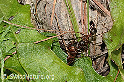 Rote Waldameisen (Formica rufa) (C318857)