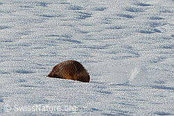 C319368: Rotfuchs (Vulpes vulpes)