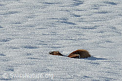 C319369: Rotfuchs (Vulpes vulpes)