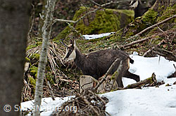 C319849: Gämse (Rupicapra rupicapra)