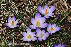 Crocus albiflorus (C319938)