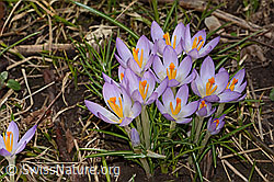 Crocus albiflorus (C319939)