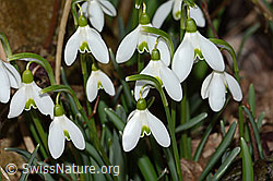 C319960: Schneeglöckchen (Galanthus nivalis)