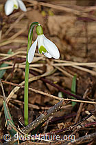 C319968: Schneeglöckchen (Galanthus nivalis)