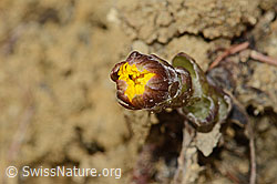 C320147: Huflattich (Tussilago farfara)
