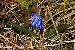 C320323: Sibirischer Blaustern (Scilla siberica)