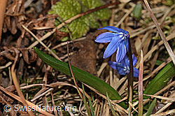 C320324: Sibirischer Blaustern (Scilla siberica)