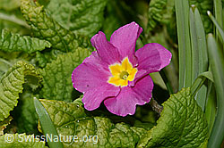 C320330: Stängellose Schlüsselblume (Primula acaulis)