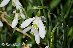 C320331: Schneeglöckchen (Galanthus nivalis)
