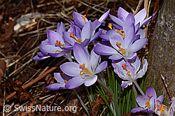 Crocus albiflorus (C320335)