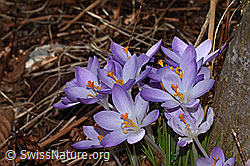 Crocus albiflorus (C320336)