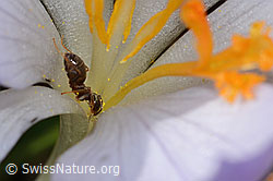 Lasius niger on Crocus albiflorus (C320338)