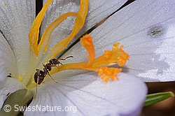 Lasius niger on Crocus albiflorus (C320339)