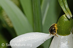 C320344: Gewöhnliche Schmalbiene (Lasioglossum calceatum) auf Schneeglöckchen (Galanthus nivalis)