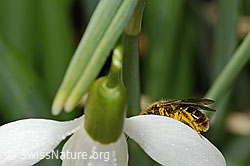 C320346: Gewöhnliche Schmalbiene (Lasioglossum calceatum) auf Schneeglöckchen (Galanthus nivalis)