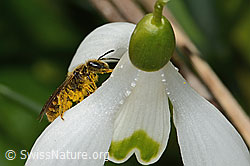C320353: Gewöhnliche Schmalbiene (Lasioglossum calceatum) auf Schneeglöckchen (Galanthus nivalis)