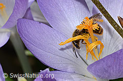 Krokus