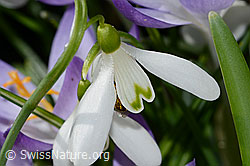 C320356: Schneeglöckchen (Galanthus nivalis)