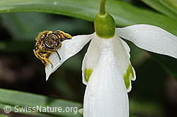 C320357: Gewöhnliche Schmalbiene (Lasioglossum calceatum) auf Schneeglöckchen (Galanthus nivalis)