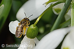 C320359: Gewöhnliche Schmalbiene (Lasioglossum calceatum) auf Schneeglöckchen (Galanthus nivalis)