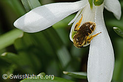 C320360: Gewöhnliche Schmalbiene (Lasioglossum calceatum) auf Schneeglöckchen (Galanthus nivalis)