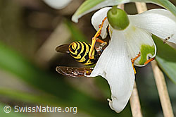 Französische Feldwespe (Polistes dominula) auf Schneeglöckchen (Galanthus nivalis) (C320361)