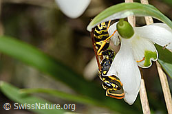 Französische Feldwespe (Polistes dominula) auf Schneeglöckchen (Galanthus nivalis) (C320362)