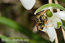 Französische Feldwespe (Polistes dominula) auf Schneeglöckchen (Galanthus nivalis) (C320364)