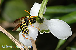 Französische Feldwespe (Polistes dominula) auf Schneeglöckchen (Galanthus nivalis) (C320373)