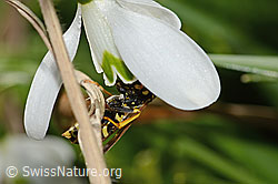Französische Feldwespe (Polistes dominula) auf Schneeglöckchen (Galanthus nivalis) (C320378)