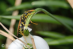 Französische Feldwespe (Polistes dominula) auf Schneeglöckchen (Galanthus nivalis) (C320380)