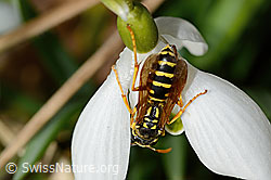 Französische Feldwespe (Polistes dominula) auf Schneeglöckchen (Galanthus nivalis) (C320387)