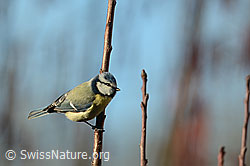 Blaumeise (Cyanistes caeruleus) (C320391)