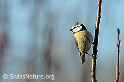 Blaumeise (Cyanistes caeruleus) (C320392)