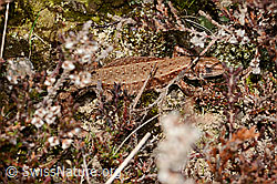 C320483: Waldeidechse (Zootoca vivipara)
