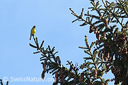 C320618: Vogel
