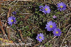 C320630: Balkan Windröschen (Anemone blanda)